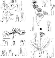 Image result for Macledium humilis