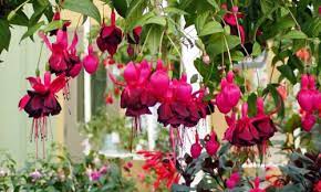 Indian Nursery Fuchsia Exporter Retailer And Supplier In Hooghly India