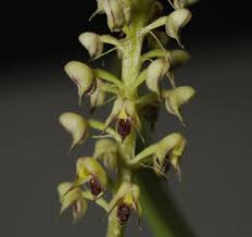 Image result for Polystachya adansoniae