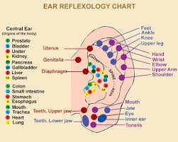 Ear Acupressure Points Chart Ear Acupressure Points Chart