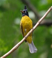Cara membuat makanan burung berkicau agar suaranya merdu dan berbagai informasi video perlombaan burung berkicau di nusantara. Burung Merbah Jambul Hitam Wikipedia Bahasa Melayu Ensiklopedia Bebas