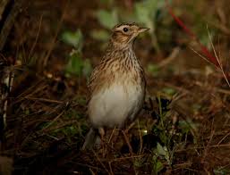 Image result for Alafia orientalis