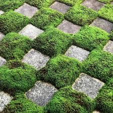 Kyoto Japan Tofukuji Temple Garden Zen Karesansui Stones Square Rockgarden Sunshine Photography Japanese Garden Zen Garden Rock Garden