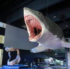One of the world's largest set of shark jaws comprised of about 180 fossil teeth from the prehistoric species, carcharocles. Riesiger Urzeithai Grosse Klappe Nix Zu Futtern Warum Megalodon Ausgestorben Ist Welt
