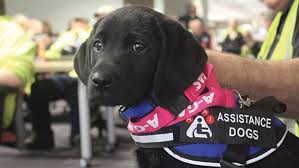 The community pet care clinic just opened in south toledo in february. Pet Lover S Guide 2019 Mliving News