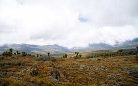 Image result for Carex runssoroensis