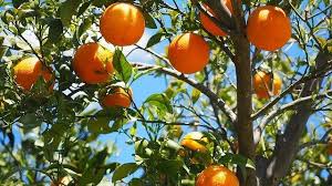 Cats are tameable passive mobs that are found in villages and swamp huts. Can Cat Eat Oranges Petr 3viewz