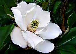 Image result for Magnoliaceae