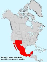 Image result for Pentzia incana