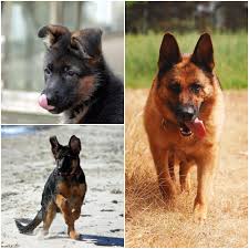 german shepherd puppy behavior development stages