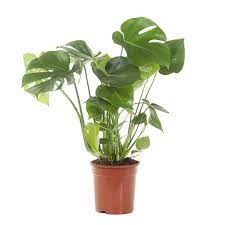 Empty space for your text in the middle. Buy Monstera Swiss Cheese Plant Plantler