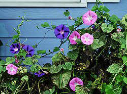 As many flowers bloom continuously the fairies would best be found when the light is tender and humidity is high yet soft. Morning Glory Wikipedia