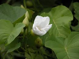 Image result for Merremia palmata