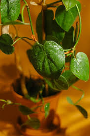 Image result for Epipremnum en casa