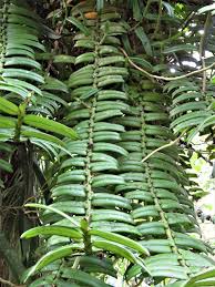 Image result for Calyptrochilum