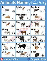In arabic and english, however, a 'camel' simply means a 'camel'. 200 Vocabulary Topics Ideas Vocabulary English Vocabulary Learning Arabic