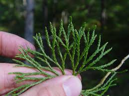 Image result for Tristachya nodiglumis