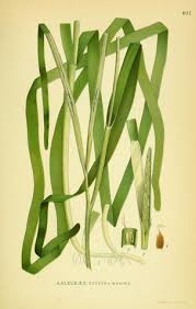 Image result for Zosteraceae