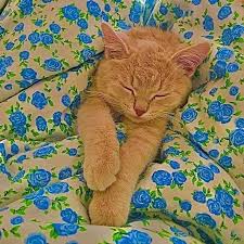 Pin By Bycream On Indie Aesthetic In 2020 Cute Baby Animals Cute Little Animals Cat Aesthetic