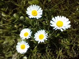 Image result for Motandra