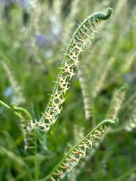 Image result for Heliotropium zeylanicum