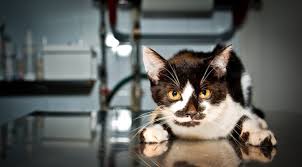 Has anyone had experience with this before? Ask A Vet How Common And Contagious Is Coccidia Catster