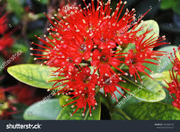Image result for Combretum constrictum