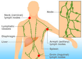 We have more detailed information on the most common types of nhl. Pin On Non Hodgkins Lymphoma