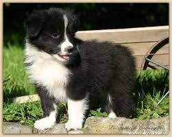 Yavru Border Collie Ile Ilgili Gorsel Sonucu Border Collie Collie Yavru Kopek