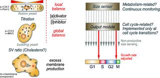 Animal cells from the basic structural units of all tissues and organs of the body. A Cells May Sense Their Size Through Multiple Mechanism Including Download Scientific Diagram