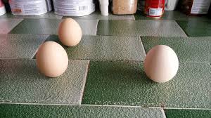Although the irregular shape of eggs makes this. ç¬'è¯ä¸€åˆ™ç«‹æ˜¥ä¸ºä»€ä¹ˆç«‹è›‹ å®¢å®¶äººå«åµ æ˜¥ éŸ³ æ‰€ä»¥ ç«‹æ˜¥ ç«‹åµ è€é¡½ç«¥èˆ†è®º Flickr