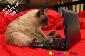 Latest Funny Pictures With Hindi Quotes Latestpicsms Com Sms Messages Text Wishes Greetings Jokes Funny Animal Pictures Funny Cat Pictures Funny Cats