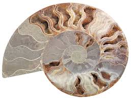 Ammonoidea is one of three subclasses of cephalopods, the others being coleoidea (octopuses, squids, cuttlefishes, extinct belemites), and nautiloidea. Ammonoid Fossil Cephalopod Britannica