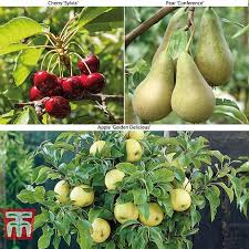 Rarely found in fruit markets due to the fruit being too tender and juicy to withstand handling. Fruit Tree Collection Mini Fruit Tree Thompson Morgan