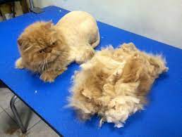 More importantly, let me ask why on earth you would shave your cat? The Lion Cut No It S Not Cruel Poc
