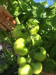 Check spelling or type a new query. How Cold Of Temperatures Can Tomato Plants Tolerate Cromalinsupport