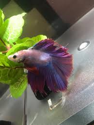Betta's fins and/or tail seem to be getting shorter and shorter or they seem to be falling apart and dissolving, black or red along the treatment/prevention: Does My Betta Fish Have Fin Rot My Aquarium Club