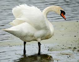 Water Birds Of Northern Illinois Birds Of Volo Bog Illinois Beautiful Nature Pictures Swan Nature Pictures