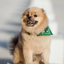 Low cost vaccinations & vet care. Pet Dental Care Surgery Veterinary Dentist In Simi Valley