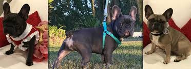 The french bulldog is a sturdy, compact, stocky little dog, with a large square head that has a rounded forehead. French Bulldog Breeders In Ocala Florida