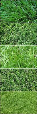 How To Choose The Right Lawn Grasses Flowers Plants Planters Garden Decor Lawn Grass Types Types Of Grass Different Types Of Grass