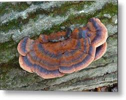 Image result for Ischnoderma resinosum