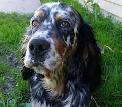 Ryman/old hemlock type english setters. English Setter Puppies Mn L2sanpiero