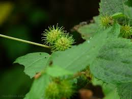 Image result for Triumfetta annua