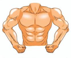 body muscles clipart #5959377 | Clipart Library