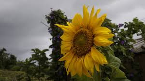  Taman Bunga Highland Malino Taman Bunga Bunga Taman