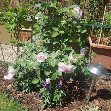 25 rhs gold medals · 5 year guarantee · 60 years of excellence Olivia Rose Austin Rose Zartrosa 100 Cm X 100 Cm David Austin 2014 Rosa Olivia Rose Austin Online Bestellen