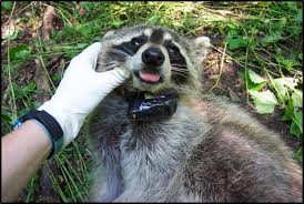 Survival and self defense are natural instincts. Suburban Raccoons More Social Yet Dominance Behavior Remains That Of A Solitary Animal Smithsonian Insider