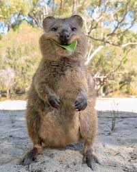 Australia On Twitter Cute Animals Cute Baby Animals Quokka Animal