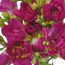 Berry Pink Designer Freesia Flower Fiftyflowers Com Freesia Flowers Flowers Wholesale Flowers